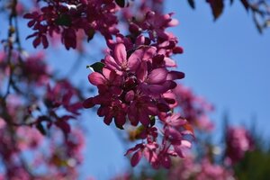 Malus Toringo Scarlett® Crab Apple 12L Container