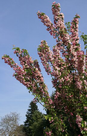 Malus Van Eseltine Crab Apple