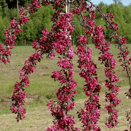 Malus X Purpurea Crimson Cascade Crab Apple