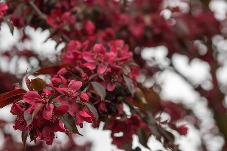Malus X Purpurea Crimson Cascade Crab Apple