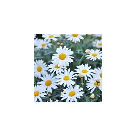 Marguerite (Argyranthemum) P12 - Our Selection - image 2