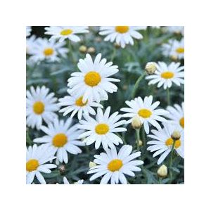 Marguerite (Argyranthemum) P12 - Our Selection - image 2