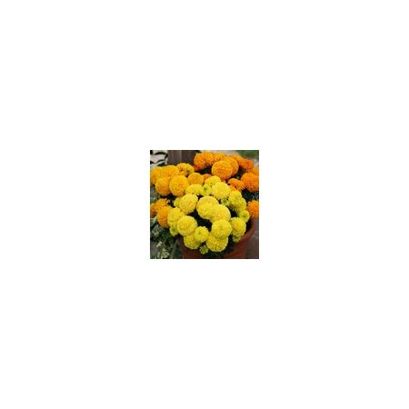 Marigold African Dune Mixed- Kings Seeds