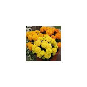 Marigold African Dune Mixed- Kings Seeds