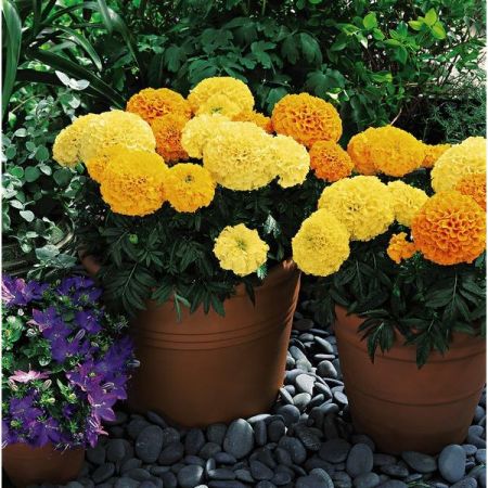 Marigold African Inca Mixed F1 Hybrid Seed Packet