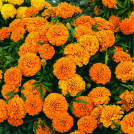 Marigold Boy O Boy Mixed- Kings Seeds