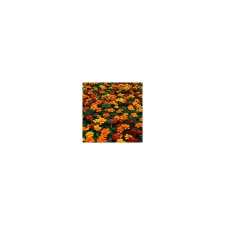 Marigold French Durango Mixed- Kings Seeds