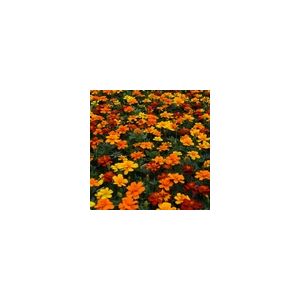 Marigold French Durango Mixed- Kings Seeds