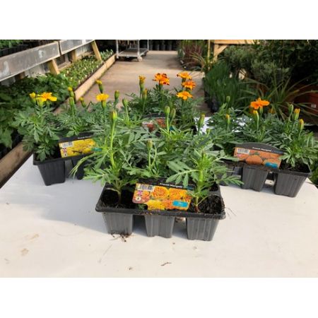 Marigold (French) Pack - Our Selection