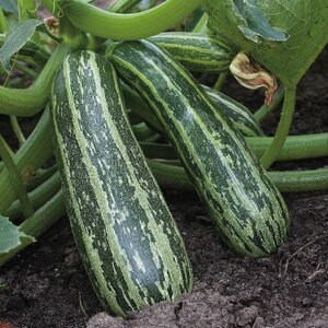 Marrow Tiger Cross F1 Kings Seeds