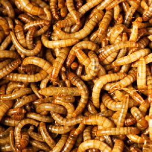 Mealworm 150G