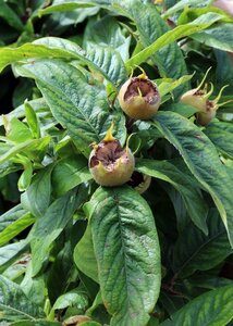 Medlar 'Nottingham'