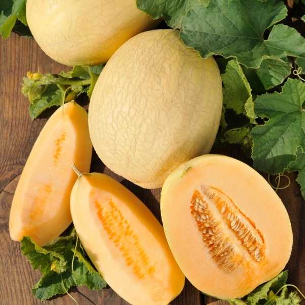 Melon Emir F1 Kings Seeds Horticentre Your Family Run Garden Centre