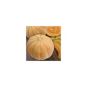 Melon Malaga F1 Kings Seeds