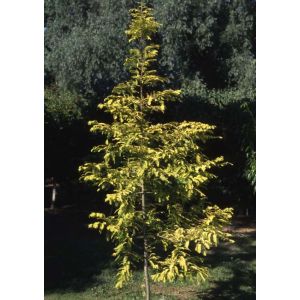 Metasequoia Glyptostroboides Goldrush