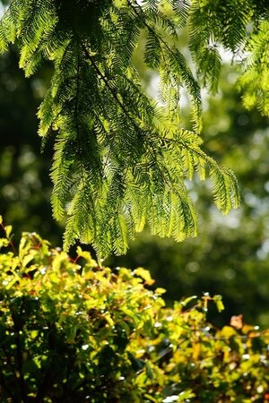 Metasequoia Glyptostroboides Goldrush