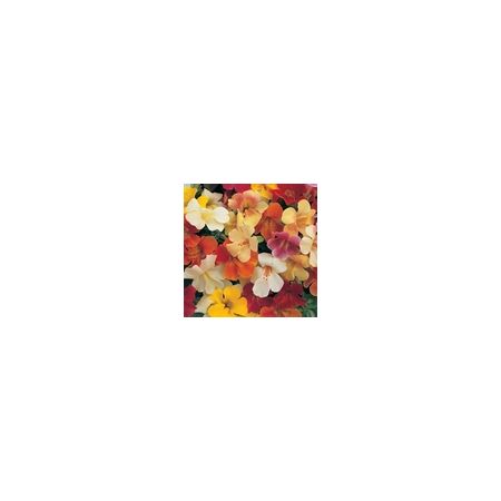 Mimulus Magic Mixed F1 Kings Seeds