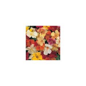 Mimulus Magic Mixed F1 Kings Seeds