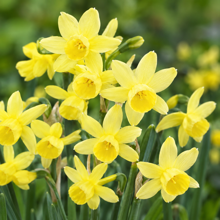 Miniature Daffodil Angels Whisper Pack Of 10 Size