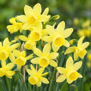 Miniature Daffodil Angels Whisper Pack Of 10 Size