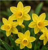 Miniature Narcissi February Gold Pack Of 10 Size 8/10