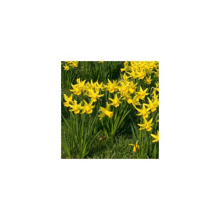 Miniature Narcissi February Gold Pack Of 10 Size 8/10