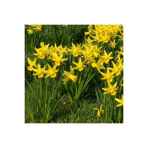 Miniature Narcissi February Gold Pack Of 10 Size 8/10