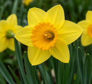 Miniature Narcissi Jetfire Pack Of 10 Size 8/10