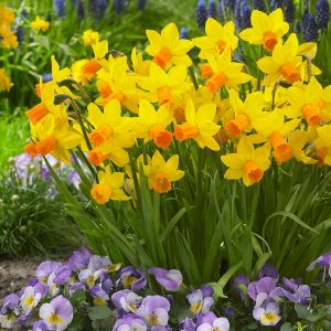 Miniature Narcissi Jetfire Pack Of 10 Size 8/10