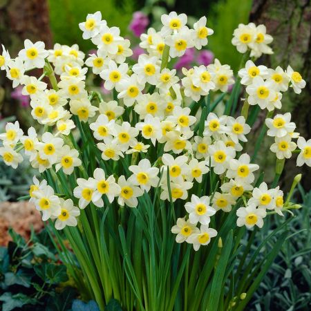 Miniature Narcissi Minnow Pack Of 10 Size 10/12