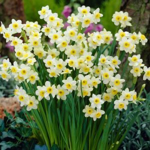 Miniature Narcissi Minnow Pack Of 10 Size 10/12