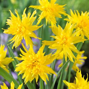 Miniature Narcissi Rip Van Winkle Pack Of 10 Size 8/10