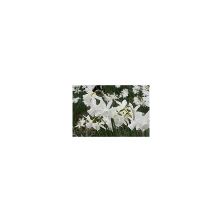 Miniature Narcissi Thalia Pack Of 10 Size 10/12