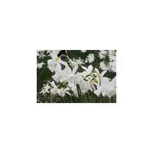 Miniature Narcissi Thalia Pack Of 10 Size 10/12
