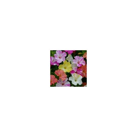 Mirabilis Jalapa Marbles Mixed- Kings Seeds