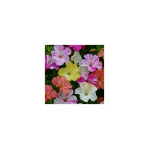 Mirabilis Jalapa Marbles Mixed- Kings Seeds