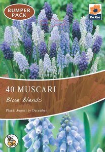 Muscari - Blue Blends - 40 Bulb Pack