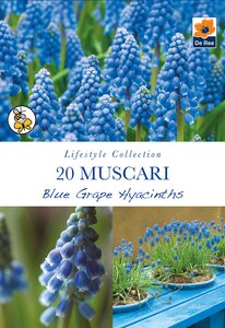 Muscari - Blue Grape Hyacinth - 20 Pack