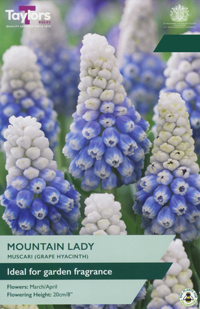 Muscari - Mountain Lady - 20 Bulb Pack
