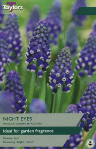 Muscari - Night Eyes - 18 Bulb Pack