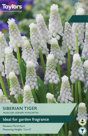 Muscari Siberian Tiger 20 Bulb Pack
