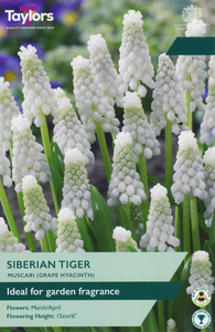 Muscari Siberian Tiger 20 Bulb Pack