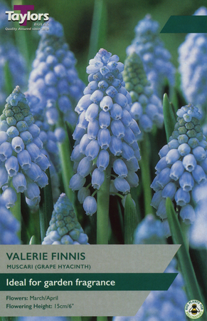 Muscari - Valerie Finnis - 20 Bulb Pack