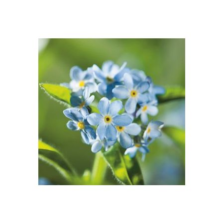 Myosotis Light Blue- Kings Seeds