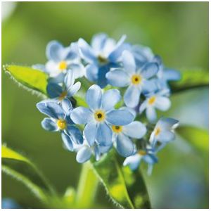 Myosotis Light Blue- Kings Seeds