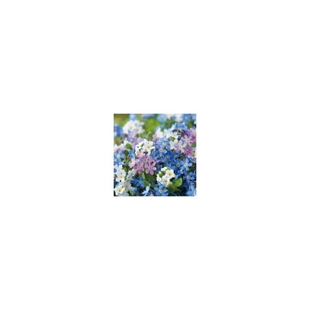 Myosotis Victoria Mix (Forget Me Not)-Kings Seeds