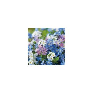 Myosotis Victoria Mix (Forget Me Not)-Kings Seeds