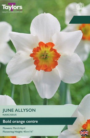 Narcissi - June Allyson - 7 Bulb Pack
