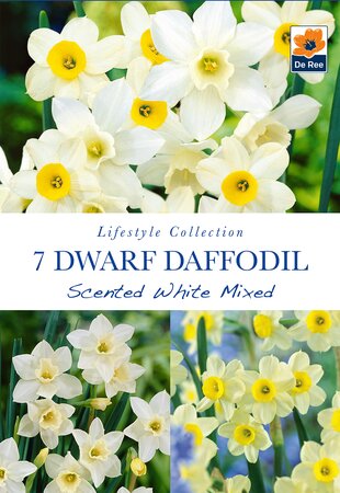 Narcissi - Scented White Mixed - 7 Pack