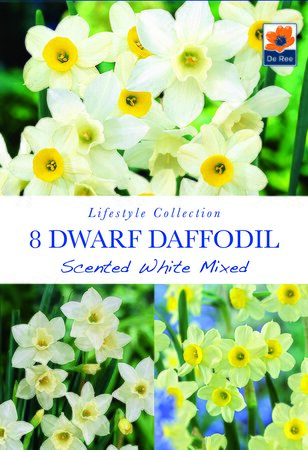Narcissi - Scented White Mixed - 8 Pack